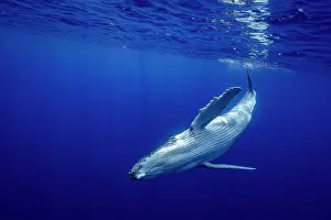 Underside Prints: Humpback whale (Megaptera novaeangliae) calf underwater