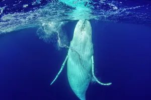 Humpback whale (Megaptera novaeangliae) coming to the surface and forming a whirlpool with its flipper, Tubuai, French Polynesia, Pacific Ocean