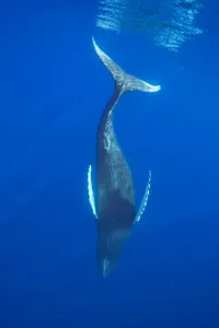 Tail Fin Prints: Humpback whale (Megaptera novaeangliae) diving into the depths, Hawaii, Pacific Ocean