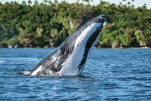 Surface Prints: Humpback whale (Megaptera novaeangliae) executing a forward face-flop breach