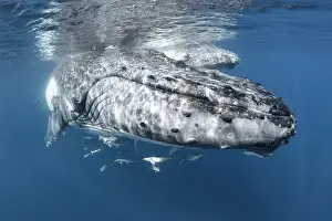 Hunchbacked Whale Prints: Humpback whale (Megaptera novaeangliae) female