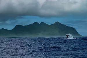 Islands Prints: Humpback whale (Megaptera novaeangliae) female