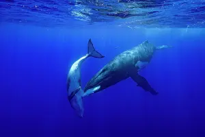 Affection Prints: Humpback whale (Megaptera novaeangliae) female