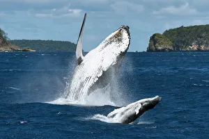 Surface Prints: Humpback whale (Megaptera novaeangliae) female breaching together with her male calf