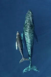 Elevated View Prints: Humpback whale (Megaptera novaeangliae) female and calf, aerial view