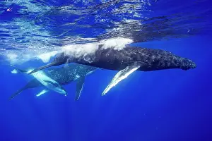 Hunchbacked Whale Prints: Humpback whale (Megaptera novaeangliae) female and calf