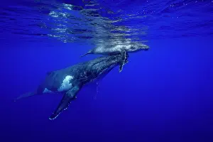 Affection Prints: Humpback whale (Megaptera novaeangliae) female and calf