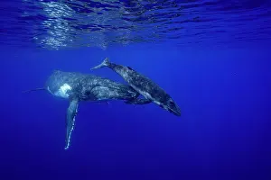 Affection Prints: Humpback whale (Megaptera novaeangliae) female and calf