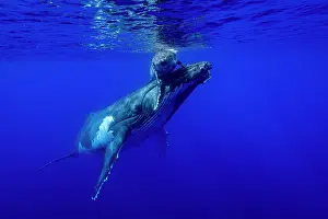 Affection Prints: Humpback whale (Megaptera novaeangliae) female and calf