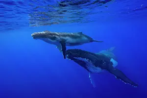 Affection Prints: Humpback whale (Megaptera novaeangliae) female and calf
