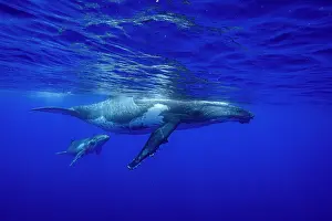 Hunchbacked Whale Prints: Humpback whale (Megaptera novaeangliae) female and calf