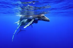 Hunchbacked Whale Prints: Humpback whale (Megaptera novaeangliae) female and calf
