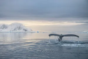 Humpback whale (Megaptera novaeangliae) fluke Antarctic Peninsula, Antarctica