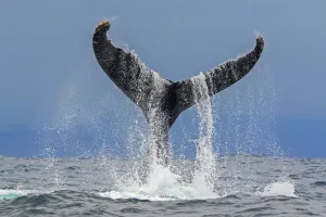 Whale Prints: Humpback whale (Megaptera novaeangliae) fluke above the water as it dives