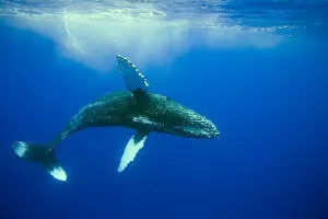 Humpback whale (Megaptera novaeangliae) Hawaii