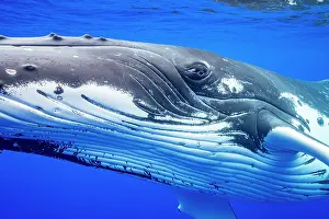 Hunchbacked Whale Prints: Humpback whale (Megaptera novaeangliae) head portrait