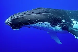 Hunchbacked Whale Prints: Humpback whale (Megaptera novaeangliae) head portrait
