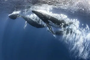 Tony Wu Prints: Humpback whale (Megaptera novaeangliae) heat run with seven males, male blowing bubbles