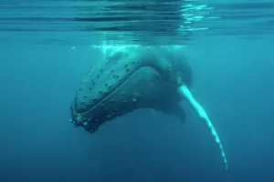 Shetland Prints: Humpback whale (Megaptera novaeangliae) just under surface, off Shetland, Scotland, UK