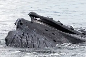 Hunchbacked Whale Prints: Humpback whale (Megaptera novaeangliae) lunge-feeding
