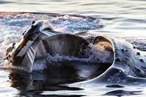 Hunchbacked Whale Prints: Humpback whale (Megaptera novaeangliae) lunge-feeding