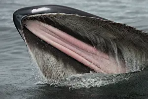 Water Surface Prints: Humpback whale (Megaptera novaeangliae) lunge-feeding
