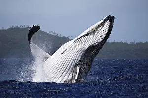 Tony Wu Prints: Humpback whale (Megaptera novaeangliae) male breaching in front of Hunga island in Vava u
