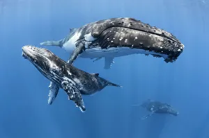 Humpback whale (Megaptera novaeangliae) male calf relaxing with his mother and an escort whale in the background. Vava'u, Tonga, South Pacific