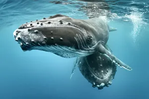 Tony Wu Prints: Humpback whale (Megaptera novaeangliae) male calf with his resting mother