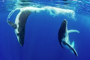 Humpback whale (Megaptera novaeangliae) male and female engaging in courtship, Tubuai, French Polynesia, Pacific Ocean