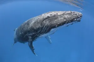 Tony Wu Prints: Humpback whale (Megaptera novaeangliae) male with his penis extended. Vava u, Tonga
