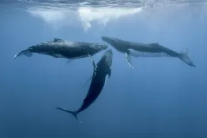 Social Behaviour Prints: Three Humpback whale (Megaptera novaeangliae) males, engaging in social interaction