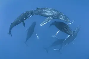 Social Behaviour Prints: Five Humpback whale (Megaptera novaeangliae) males