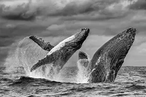 Hunchbacked Whale Prints: Two Humpback whale (Megaptera novaeangliae) males breaching simultaneously