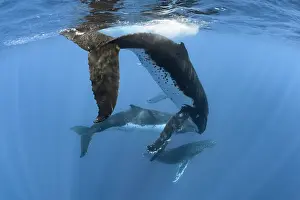 Social Behaviour Prints: Three Humpback whale (Megaptera novaeangliae) males engaging in high-energy social interaction