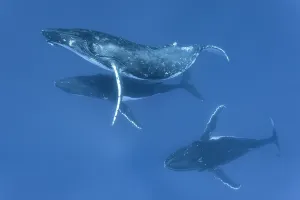Social Behaviour Prints: Three Humpback whale (Megaptera novaeangliae) males engaging in social interaction for an extended period of time