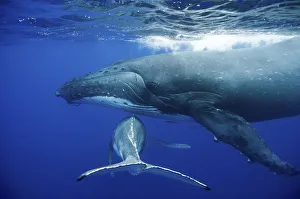 Tail Fin Prints: Humpback Whale (Megaptera novaeangliae) mother and calf. Tonga, South Pacific, September