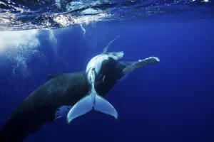 Humpback Whale (Megaptera novaeangliae) mother and calf. Tonga, South Pacific, September
