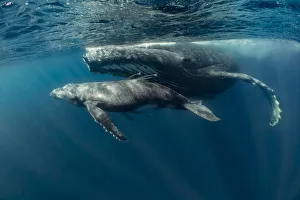 Humpback whale (Megaptera novaeangliae) mother with young calf in tropical sheltered