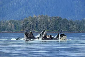 Hunchbacked Whale Prints: Humpback whale (Megaptera novaeangliae) pod