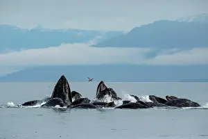 Hunchbacked Whale Prints: Humpback whale (Megaptera novaeangliae) pod bubble-net feeding at water surface