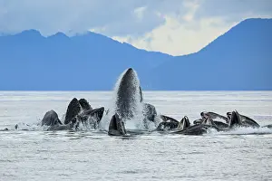 Hunchbacked Whale Prints: Humpback whale (Megaptera novaeangliae) pod bubble-net feeding at water surface