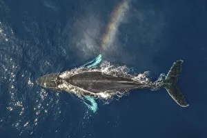 Humpback whale (Megaptera novaeangliae) spouting, rainbow effect created in spray