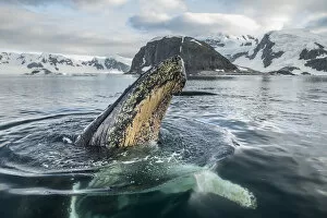 Humpback whale (Megaptera novaeangliae) spyhoping, Antarctic Peninsula, Antarctica