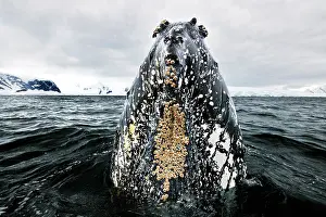 Coldwater Prints: Humpback whale (Megaptera novaeangliae) surfacing, Antarctic Peninsula, Southern Ocean