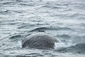 Coldwater Prints: Humpback whale (Megaptera novaeangliae) surfacing