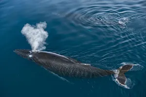 Antarctic Ocean Prints: Humpback whale (Megaptera novaeangliae) surfacing with baby