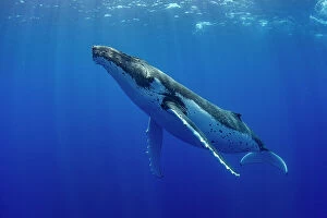 April 2023 Highlights Collection: Humpback whale (Megaptera novaeangliae) swimming, Tubuai, French Polynesia, Pacific Ocean