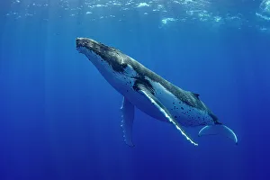 April 2023 Highlights Collection: Humpback whale (Megaptera novaeangliae) swimming, Tubuai, French Polynesia, Pacific Ocean