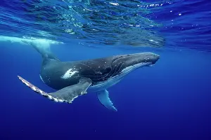 Hunchbacked Whale Prints: Humpback whale (Megaptera novaeangliae) swimming close to the surface